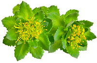 Rhodiola Rosea Extrakt