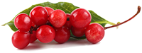 Schisandra-Beeren-Extrakt (Standard)