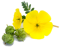 Tribulus Terrestris Extrakt