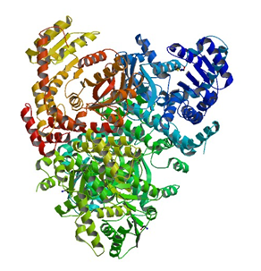 Die Kristallstruktur der 6-Phospho-beta-Glucosidase von T. maritima