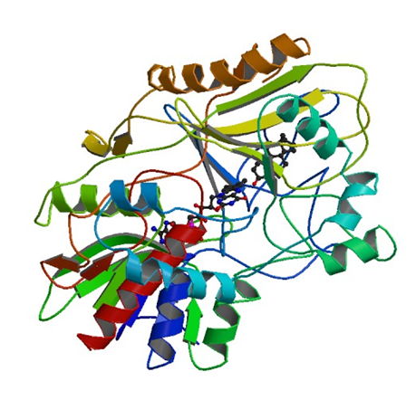 Enzymaktivitätsmessung für Cholesterinoxidase