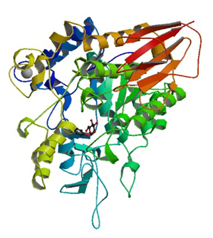Die Kristallstruktur von Bacillus licheniformis Trehalose-6-phosphat Hydrolase