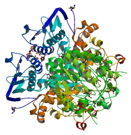 Die Kristallstruktur der beta-N-Acetylhexosaminidase von Arthrobacter aurescens.