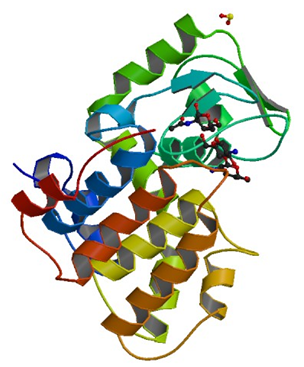 Enzymaktivitätsmessung für Chitosanase