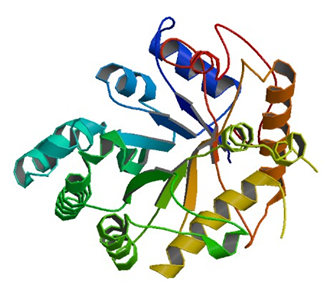 Enzymaktivitätsmessung von Glucan Endo-1,3-Beta-D-Glucosidase