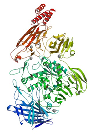 Die Kristallstruktur von Endo-alpha-N-acetylgalactosaminidase aus Bifidobacterium longum