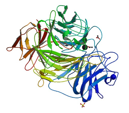 Enzymaktivitätsmessung für Galaktoseoxidase