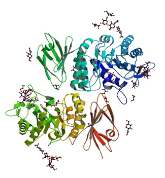 Die Kristallstruktur der menschlichen alpha-N-acetylgalactosaminidase