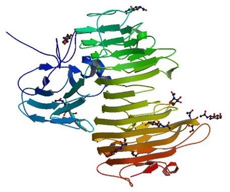 Die Kristallstruktur von Isopullulanase aus Aspergillus niger ATCC 9642
