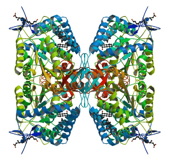 Enzymaktivitätsmessung für Lactaldehydrogenase