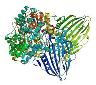 Enzymaktivitätsmessung von Maltose-Phosphorylase