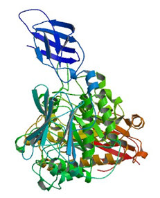 Die Kristallstruktur von Pullulanase aus Anoxybacillus sp