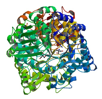 Enzymaktivitätsmessung von Sucrose-Phosphorylase