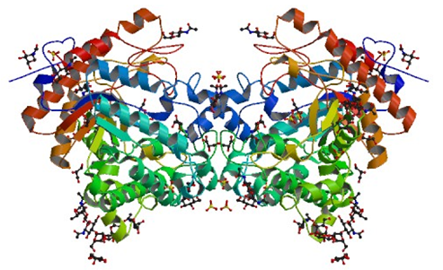 Enzymaktivitätsmessung für Thioglucosidase