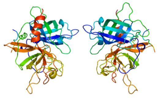 Proteinstruktur von tPA.