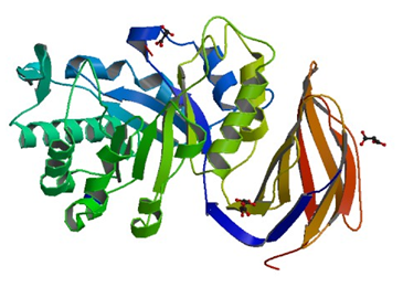 Die Kristallstruktur der Glucuronoxylan Xylanohydrolase XynC von B. subtilis
