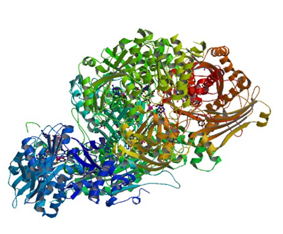 Enzymaktivitätsmessung von Xanthin-Dehydrogenase