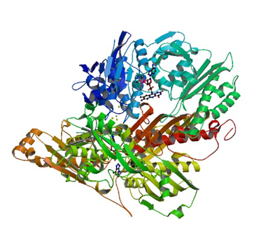 Enzymaktivitätsmessung der Xanthinoxidase